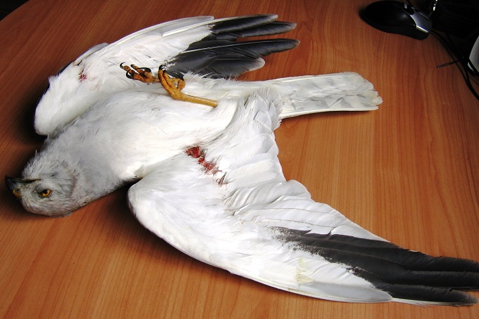 Illegally shot Pallid Harrier on Malta.