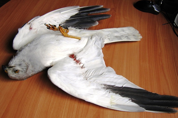 Illegally shot Pallid Harrier on Malta. 