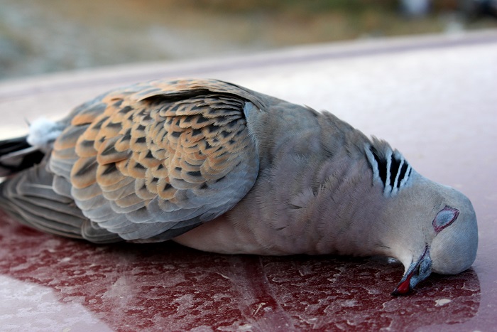 Turtle dove - a challenging target for many hunters