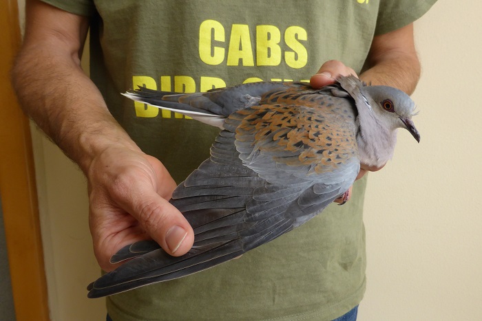 Shot Turtle Dove in Malta