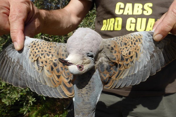 Turteltaube - begehrte Jagdbeute in weiten Teilen Südeuropas