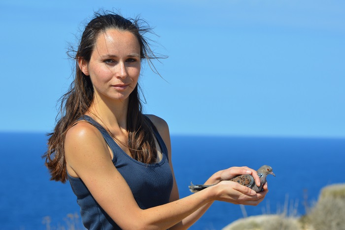 Freilassung einer angeschossenen und gesund gepflegten Turteltaube auf Malta