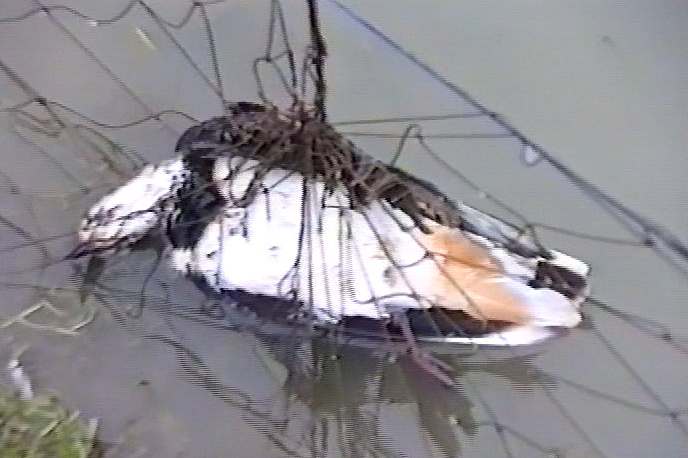 End of the bird migration in Champagne: Lapwing in a trap net 