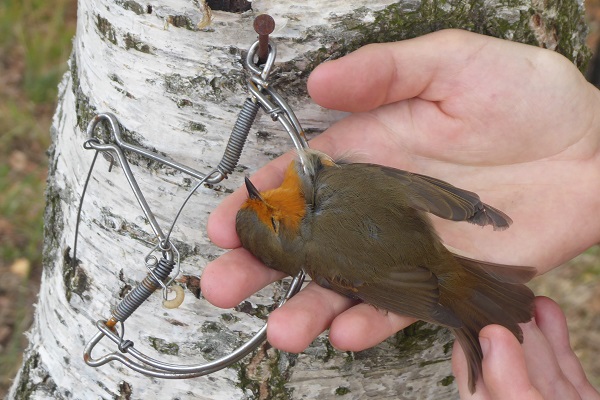 Robin caught in a snap trap in northern Italy.