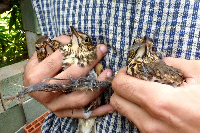 Song thrushes rescued from a 'Parany' (the limesticks are recognisable as thin "sticks") 