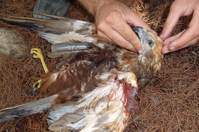 Shot marsh harrier - freshly discovered dead under rubbish in Mizieb.