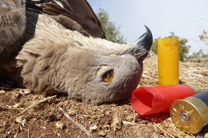 Falco pecchiaiolo sparato