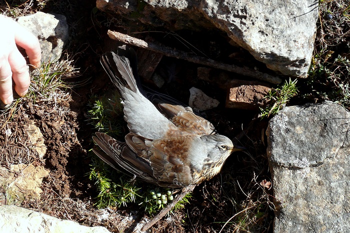 Fieldfare killed in a Stone-crush trap