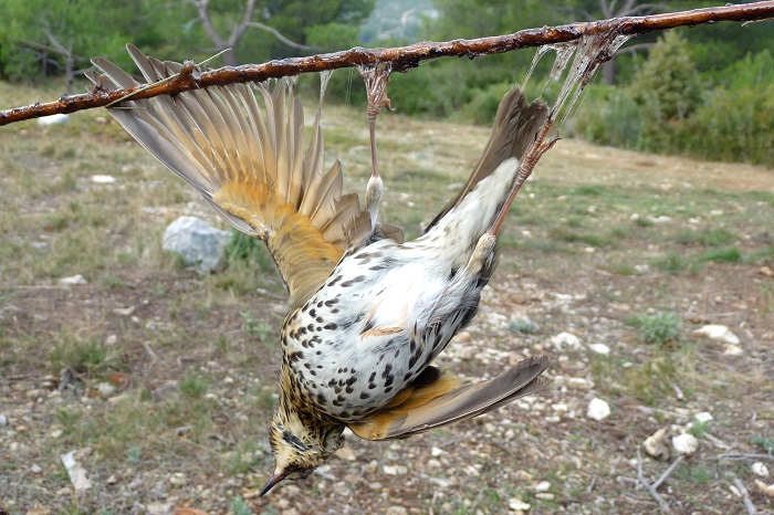 Dead song thrush on a limestick in France
