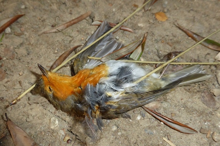 A robin trapped in a "parany" with limesticks.