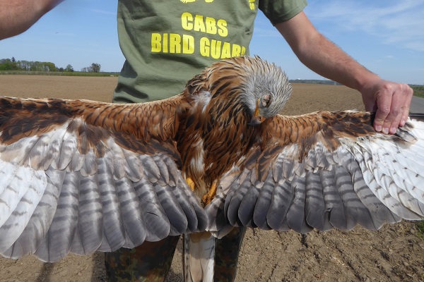 Poisoned Red kite (Germany)