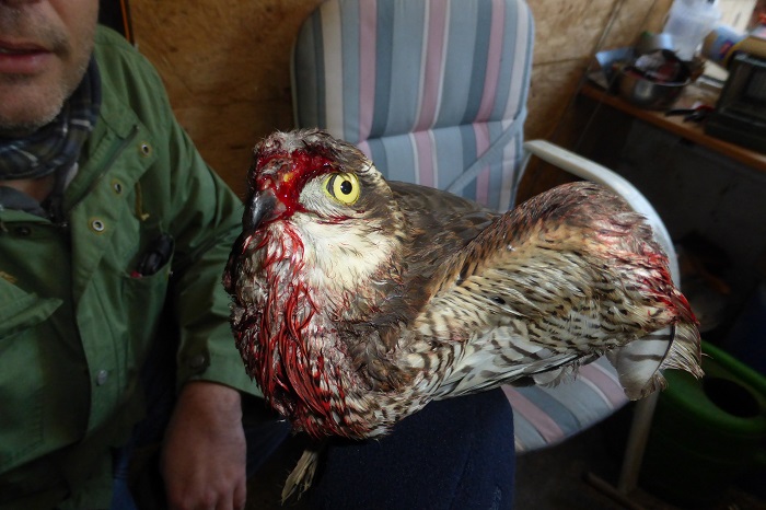 Illegaler Vogelfang (hier ein Sperber) ist fast immer auch ein Verstoß gegen das Tierschutzgesetz