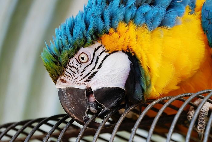 L'ara gialloblù (Ara ararauna) come uccello da gabbia