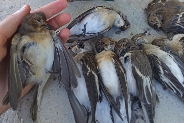 Während des Sommereinsatzes in Brescia wurden fünf Vogelfänger überführt. Sie hatten es vor allem auf Trauerschnäpper abgesehen. 