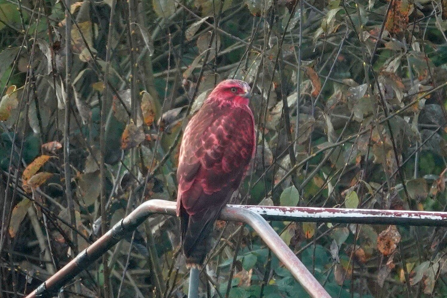 Dieser rosa eingefärbte Mäusebussard wird seit November in Bonn beobachtet
