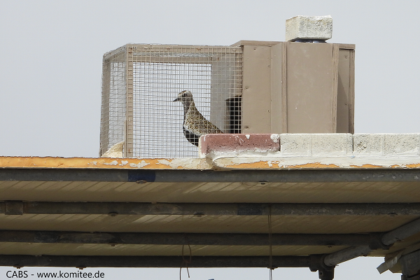 Goldregenpfeifer werden auf Malta gefangen, um sie als lebende Lockvögel für die Jagd zu nutzen. Nicht selten fristen die Vögel in kleinen Käfigen wie hier.