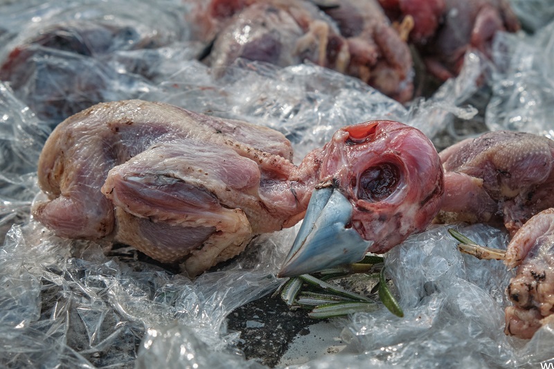 Gerupfter Kernbeißer - einer von über 120 bei einem Jäger in der Lombardei sichergestellten tiegefrorenen Singvögel