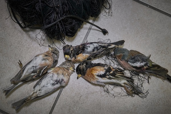 Bei dem Wilderer wurden zahlreiche tote Vögel sichergestellt, darunter Berg- und Buchfinken.