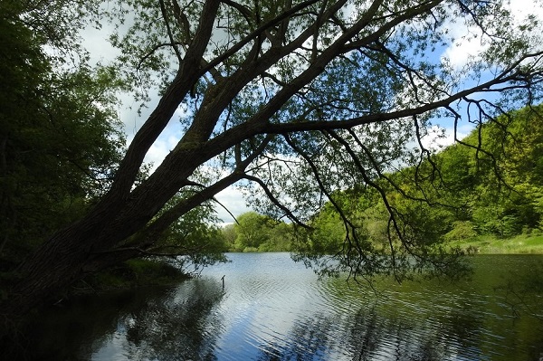 Blick über den großen Teich in Raisdorf
