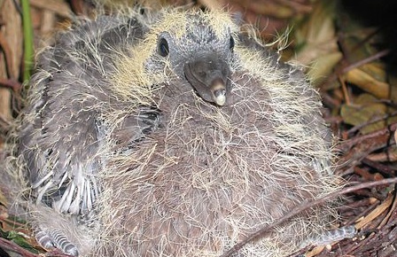 Pullo di colombaccio al nido © Rasbak