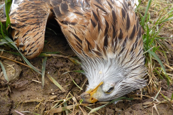 Illegally poisoned red kite