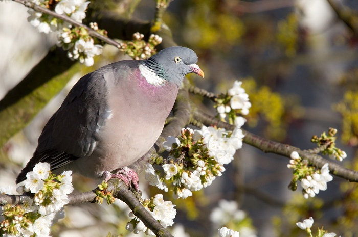 For woodpigeons in several countries there are general licences during the incubation period - because of damages in the agriculture