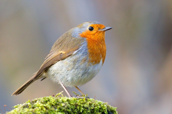 Das Rotkehlchen ist einer der häufigsten im westlichen Mittelmeerraum gewilderten Singvögel.