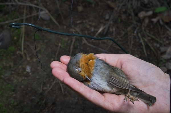 Rotkehlchen gehören zu den am häufigsten gefangenen Vögeln auf Sardinien.