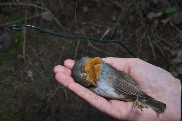 Rotkehlchen gehören zu den am häufigsten gefangenen Vögeln auf Sardinien. 