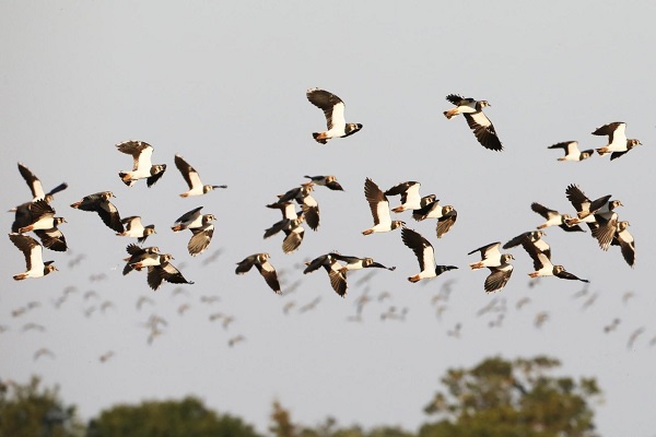 Northern Lapwings