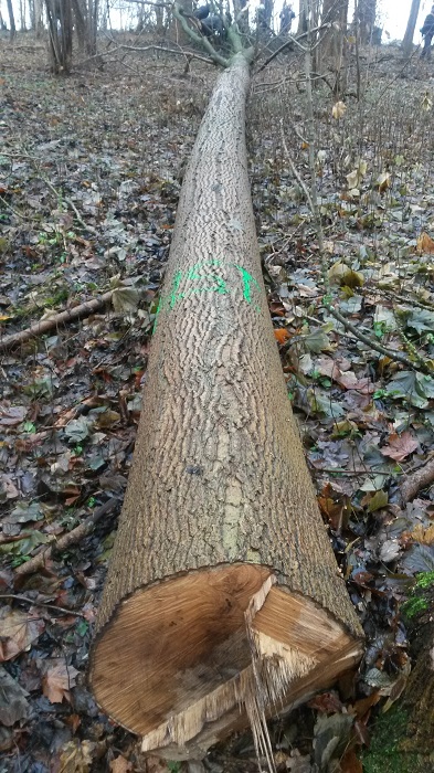 Felled tree which contained the eyree of a pair of red kites