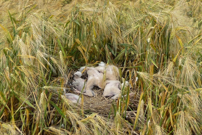 Nido di falco di palude in un campo d'orzo vicino Bonn