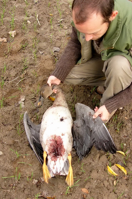 Oca granaiola della taiga abbattutta e abbandonata