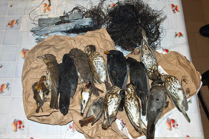 Il bottino di una giornata: uccelli morti e lacci raccolti
