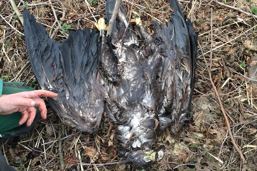 In Salzwedel von einem Jäger geschossener Seeadler