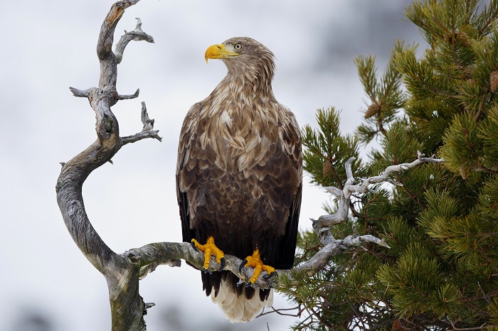 Seeadler: In Deutschland jagdbar, aber "ganzjährig geschützt"