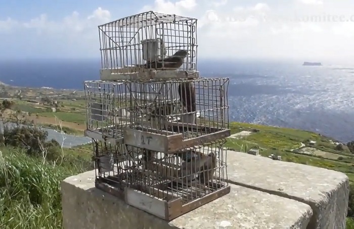 Linnets as decoys - seized from a poacher in Malta