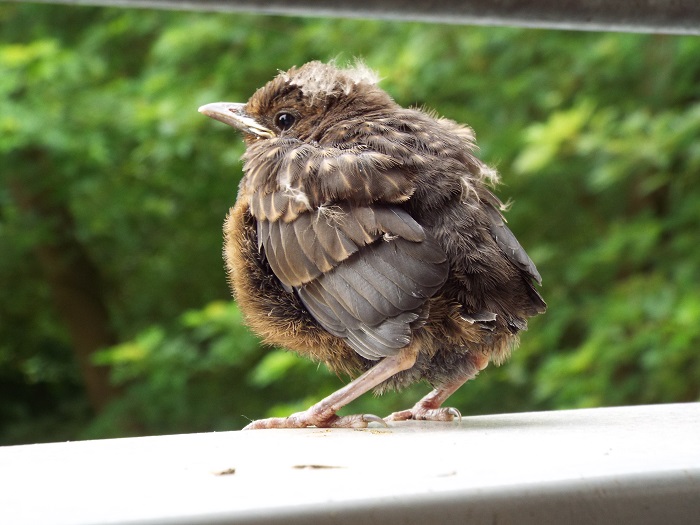 Come crescere un nidiaceo / Komitee gegen den Vogelmord e. V.