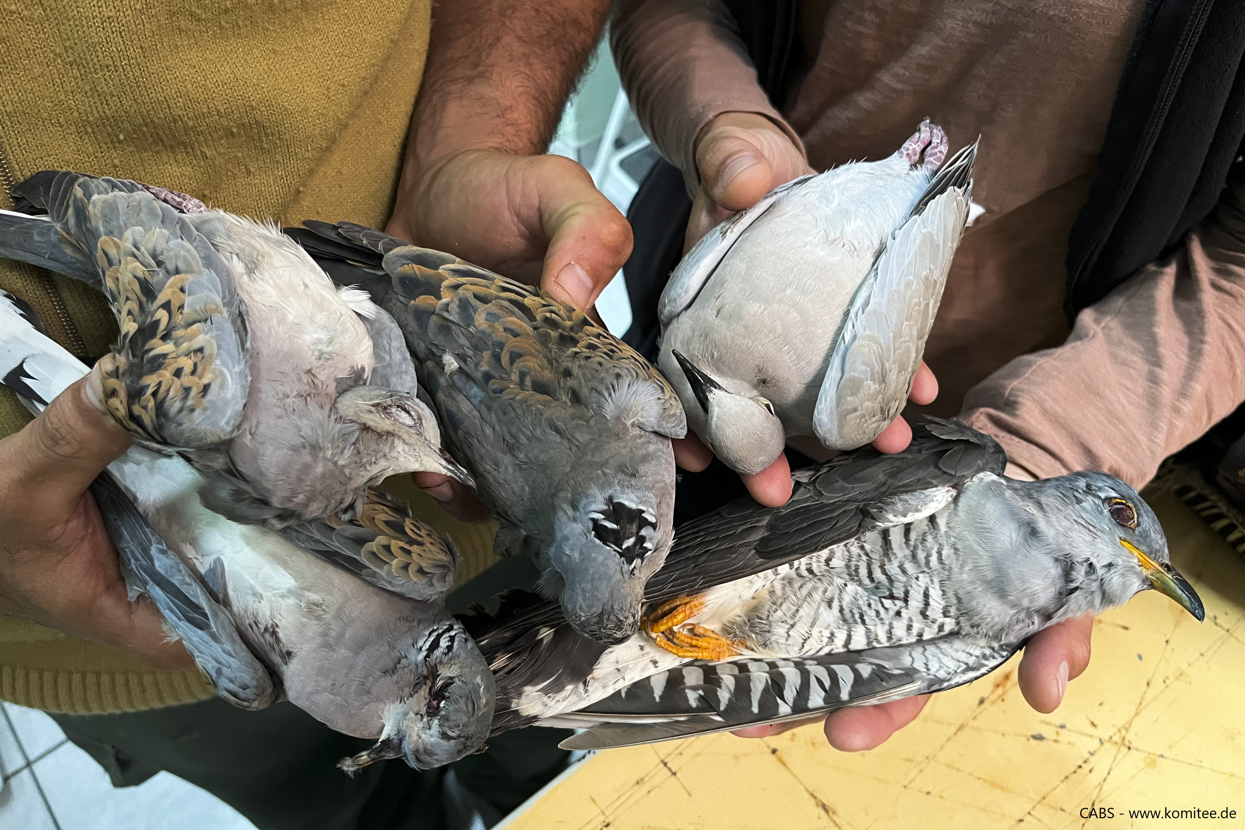 Vor allem Turteltauben, aber auch andere geschützte und bedrohte Zugvogelarten sind von der illegalen Frühlingsjagd auf Zakynthos betroffen.