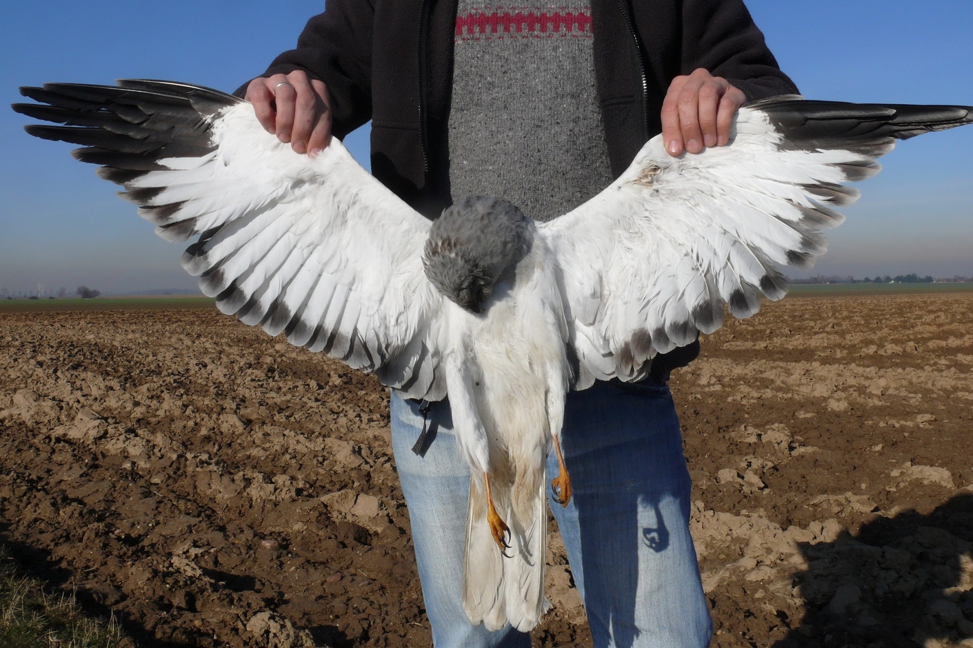 Hen Harrier shot in Germany