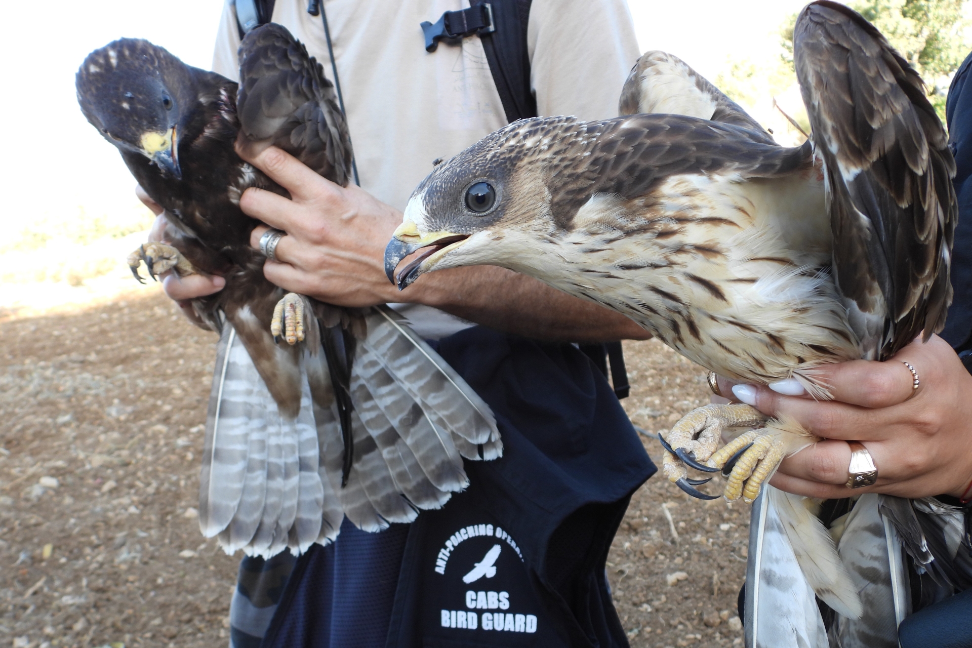 Honey buzzards shot in Lebanon