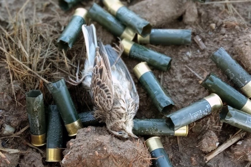 Feldlerchen sind in der EU ganz legal jagdbar, obwohl ihre Bestände fast überall deutlich rückläufig sind.