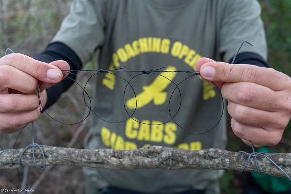 Mitarbeiterin des Komitees gegen den Vogelmord beim Abbau von Rosshaarschlingen auf Sardinien.