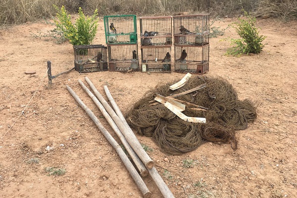 Seized clap-net and live decoys (Spain)