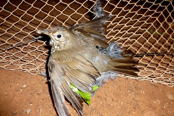 Song thrush caught on a limestick