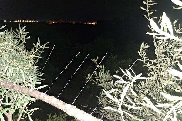 Leicht zu übersehen, die spanischen Leimruten sind deutlich kleiner als die im zentralen und östlichen Mittelmeerraum.