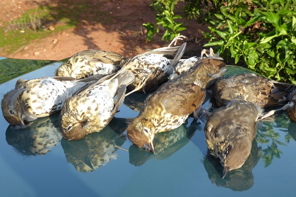 Bei einem Vogelfänger in Valencia sichergestellte Singdrosseln