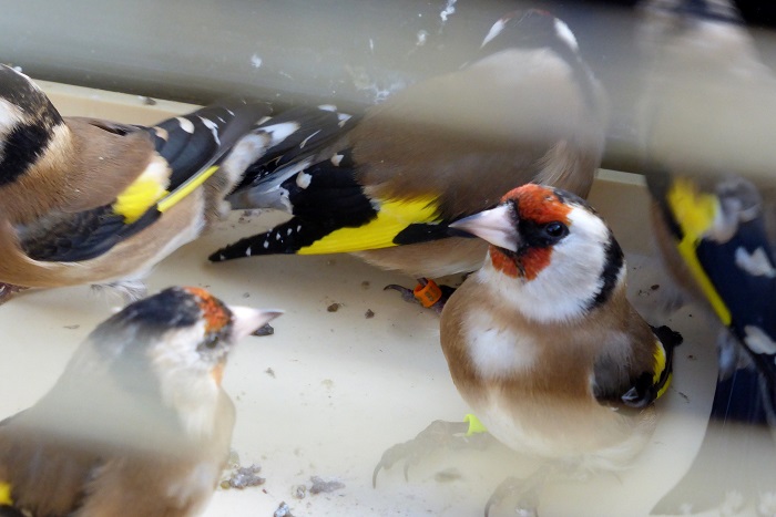 Bei einem Tierhändler sichergestellte Stieglitze