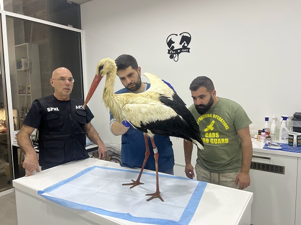 Unser Team hat den Weißstorch zum Tierarzt gebracht. 