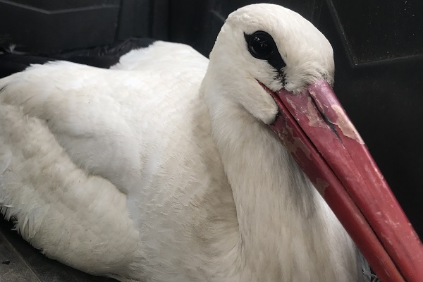 Viele Zugvögel kommen nicht an ihrem Ziel an, so auch dieser Weißstorch aus Polen. 